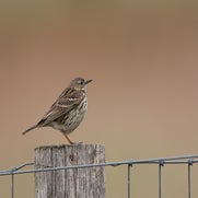 dsc_9803-standard-9delyi.jpg