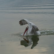 dsc_9856-standard-22jj8l.jpg