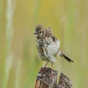 dsc_9949-standard.jpg