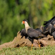 dsc_4055.jpg