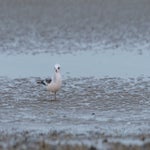 DSC_2275-2.jpg