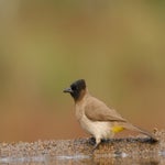 dsc_0417-4.jpg