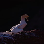 154823813018-1.jpg