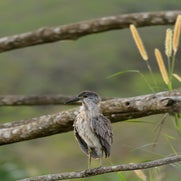 dsc_3517-2.jpg