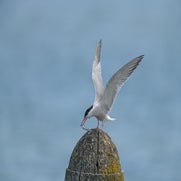 DSC_2679.jpg
