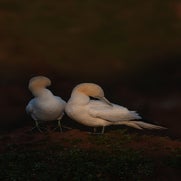 15596661506-1.jpg