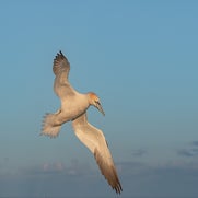 155966615016-1.jpg