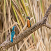 IJsvogeltjes
