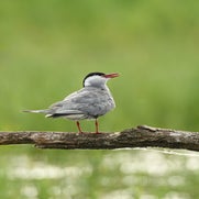 dsc_1454.jpg