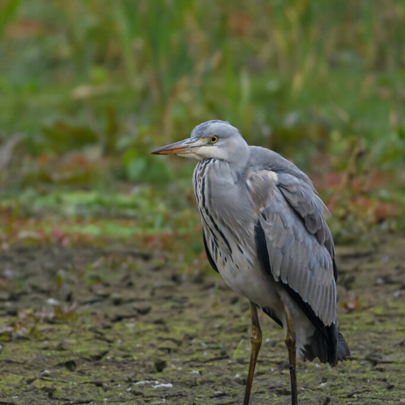 DSC_2117-1.jpg
