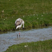 DSC_0560.jpg