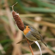 Roodborst