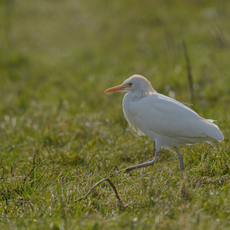 DSC_0627-1.jpg