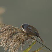 15086975223-1.jpg