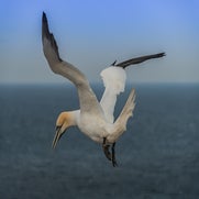 154823813021-1.jpg