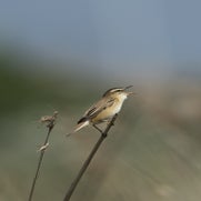 1495026449-1.jpg