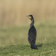 149459994023-1.jpg