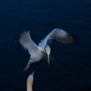 155966615017-1.jpg
