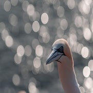 15596661507-1.jpg