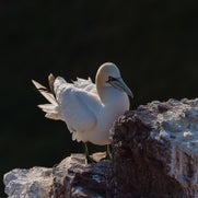 154823813027-1.jpg