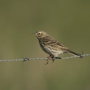 149459994021-1.jpg