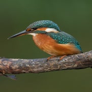IJsvogel