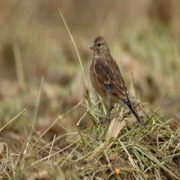 DSC_1558-2.jpg