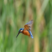 IJsvogel in vlucht