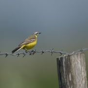 1507461441-1.jpg