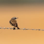 DSC_6722-1.jpg