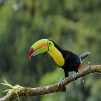 Toekan