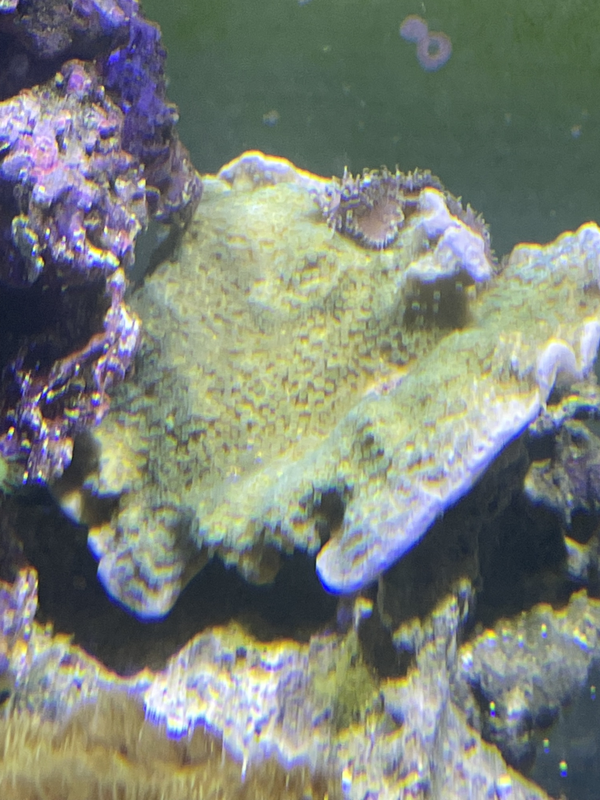 Montipora Australiensis Vert