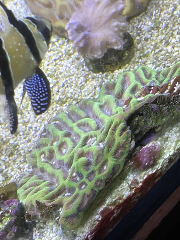 Goniastrea australensis