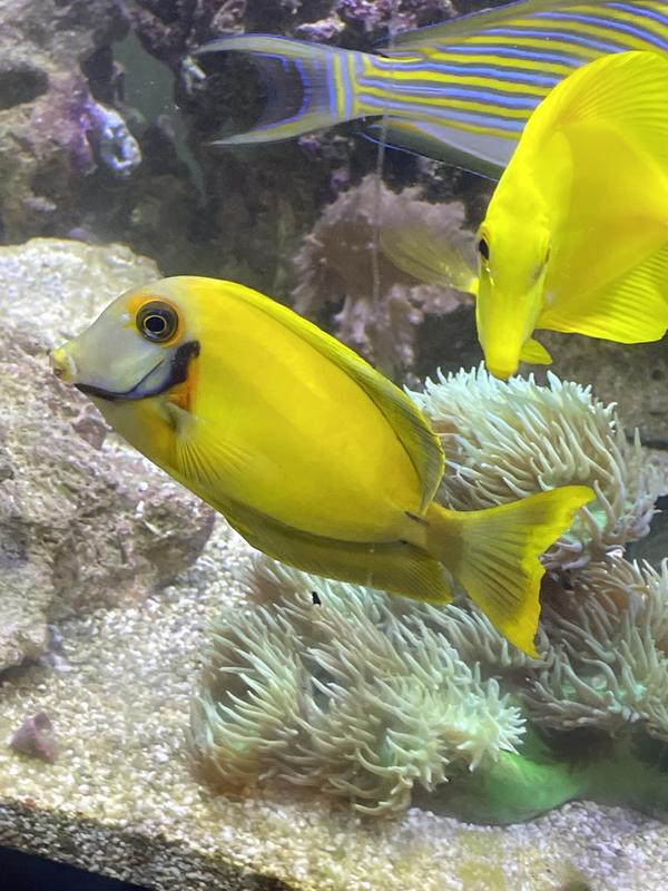 Acanthurus Pyroferus