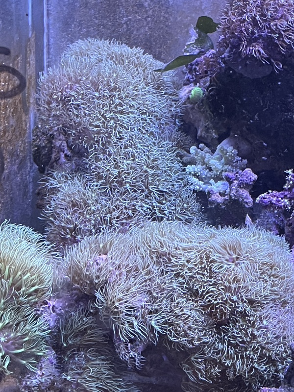 Pierre Pachyclavularia