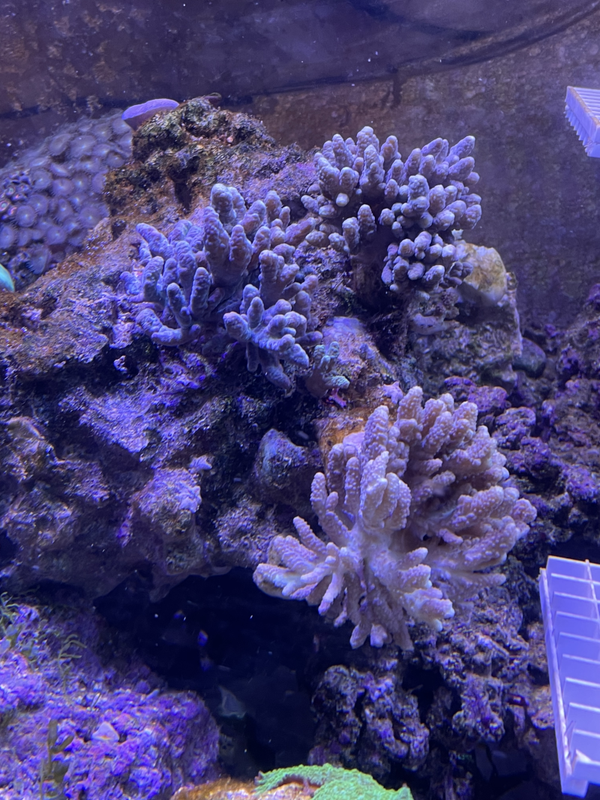 Pierre avec 3 Sinularia (8cm)