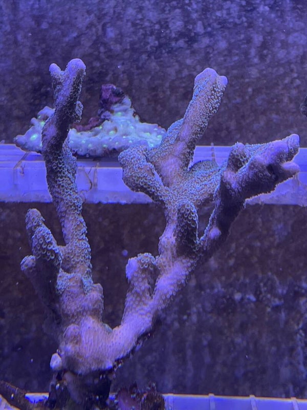Montipora Digitata