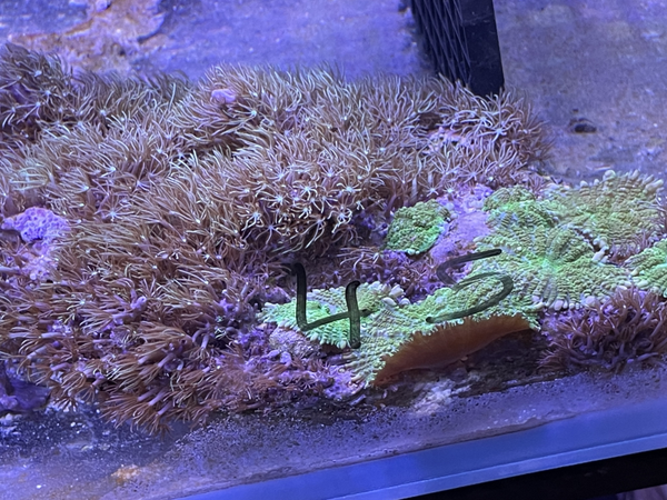 Pierre avec coraux mix ( rhodactis inchoate et pacha) XL