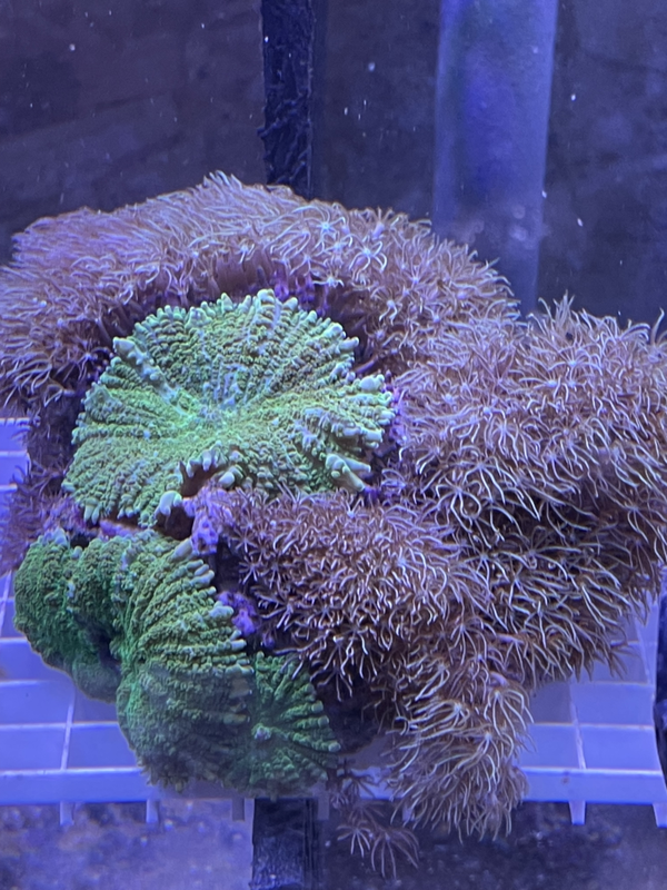 Pierre coraux mix (rhodactis inchoate green et pachy)