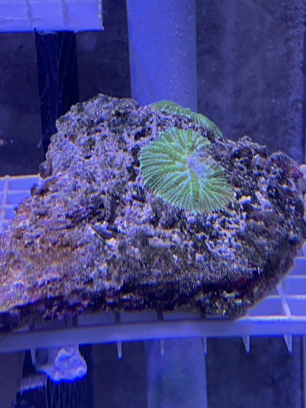 Pierre avec Rhodactis Incohata green