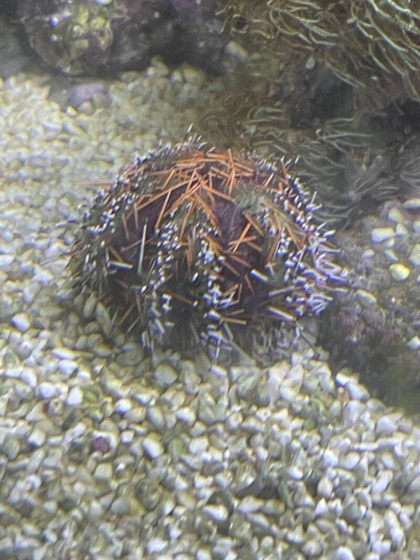 Tripneustes Gratilla