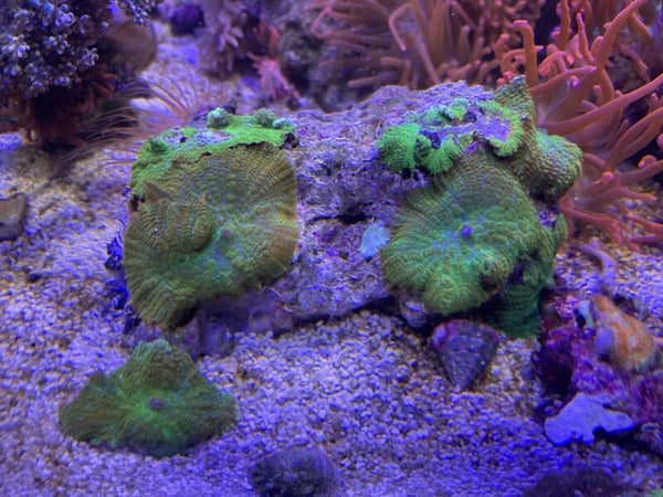 Rhodactis Green/orange