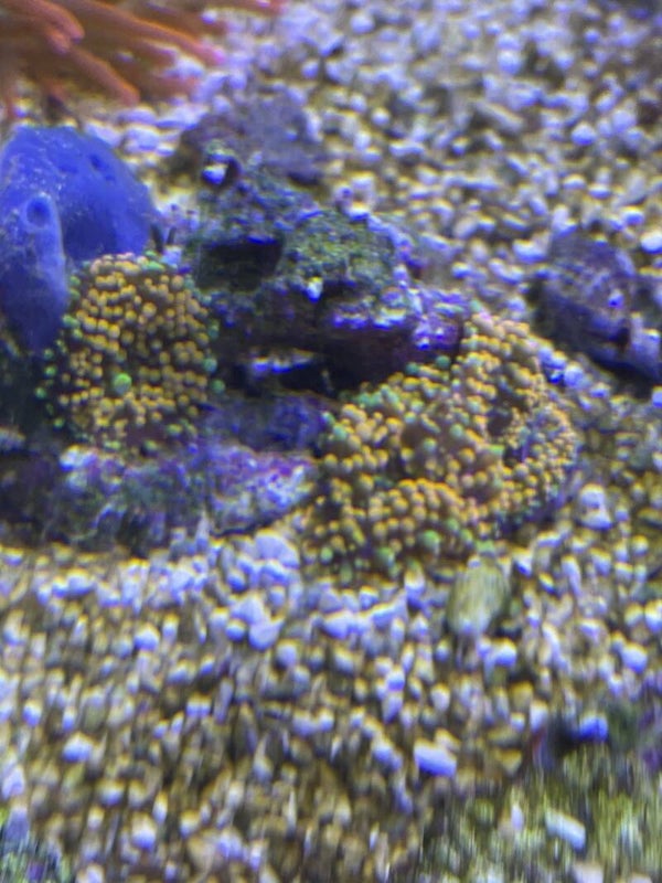 Rhodactis Orange/green