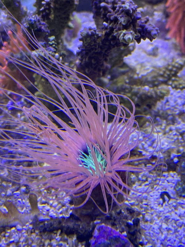 Cérianthe Pink/green