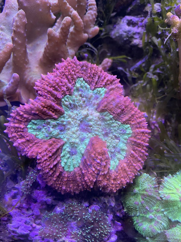 Lobophyllia Bicolor