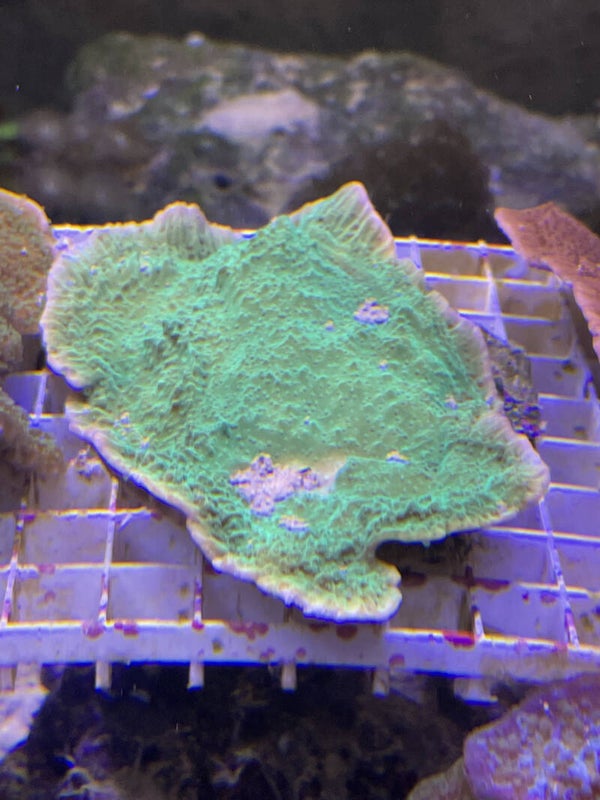 Montipora australiens ultra Green
