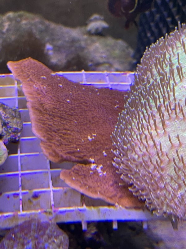 Montipora Rouge