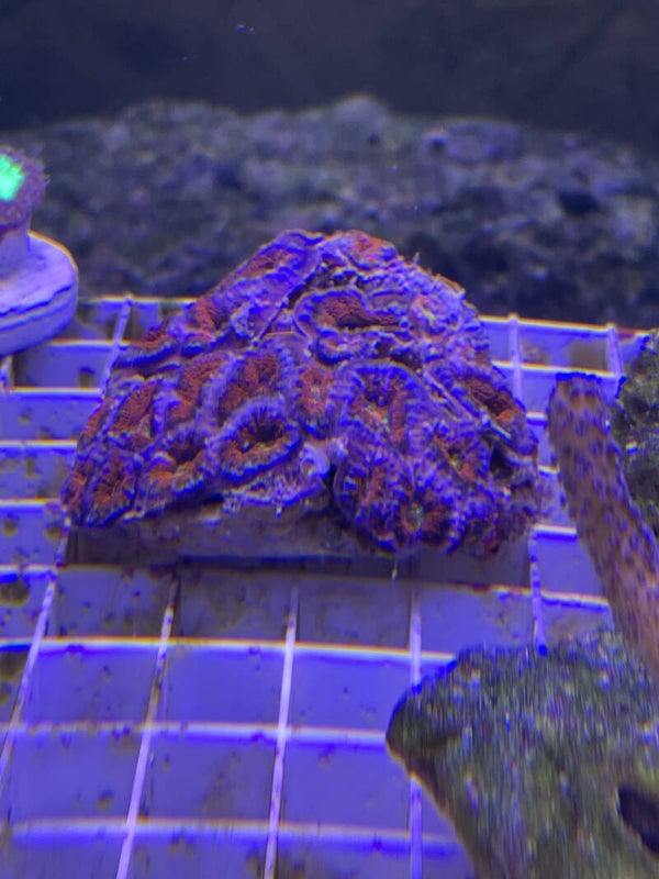 Acanthastrea Lordhowensis WYSIWYG