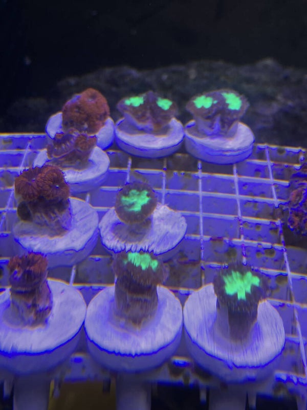 Blastomussa Wellsi Green