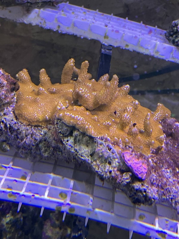 Monitora Stellata Red